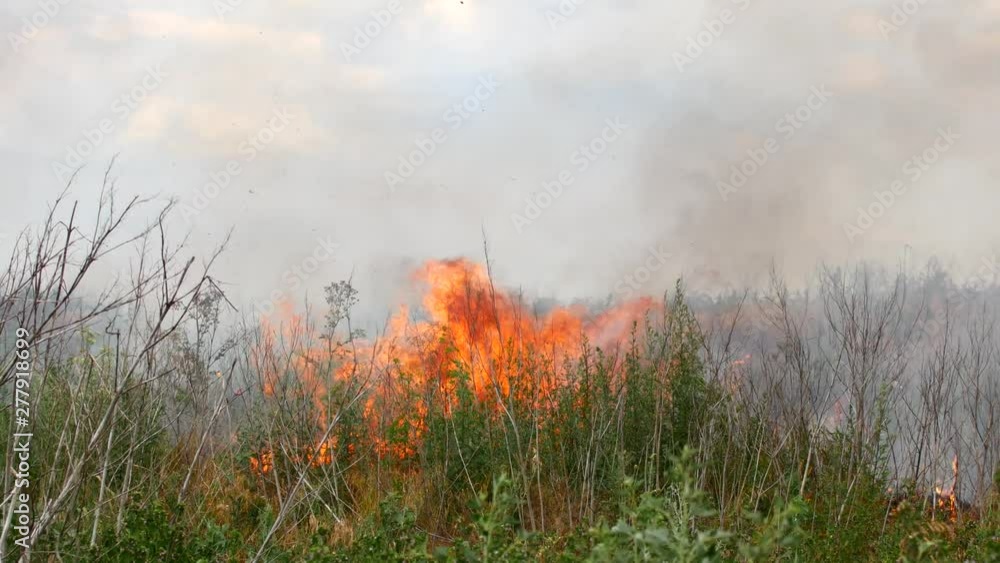 Fire in the forest, burning trees and grass Fire in the forest, burning trees and grass