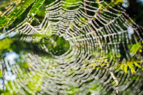Bokeh Spider vein background in the morning natural garden in Phuket Thailand