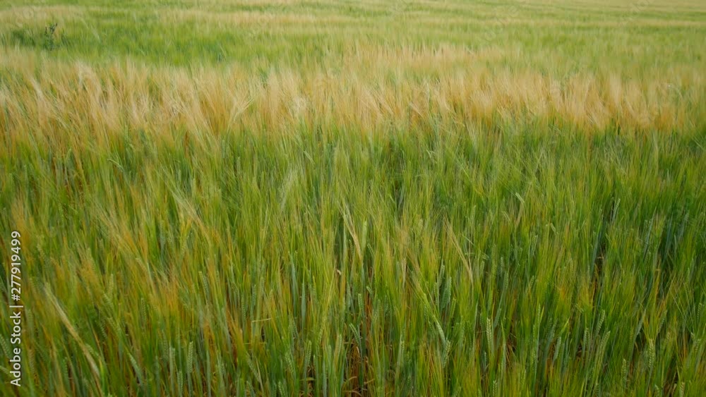 Wheat field. Golden ears of wheat on the field. The wind swings the harvest of grain crops. Wheat field. Golden ears of wheat on the field. The wind swings the harvest of grain crops.