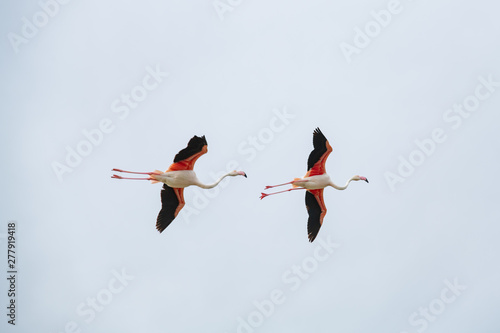 Flamingo in the South of France