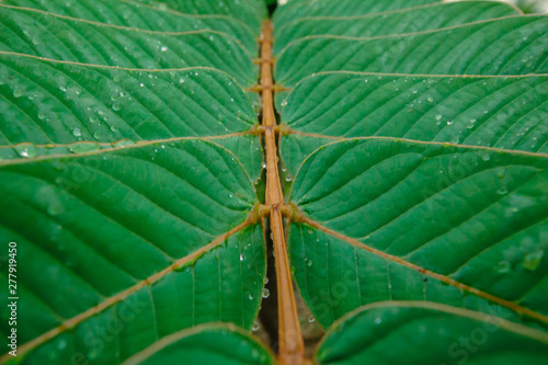 Creative layout made of green leaves. Flat lay. Nature background form Senna alata at phuket thailand