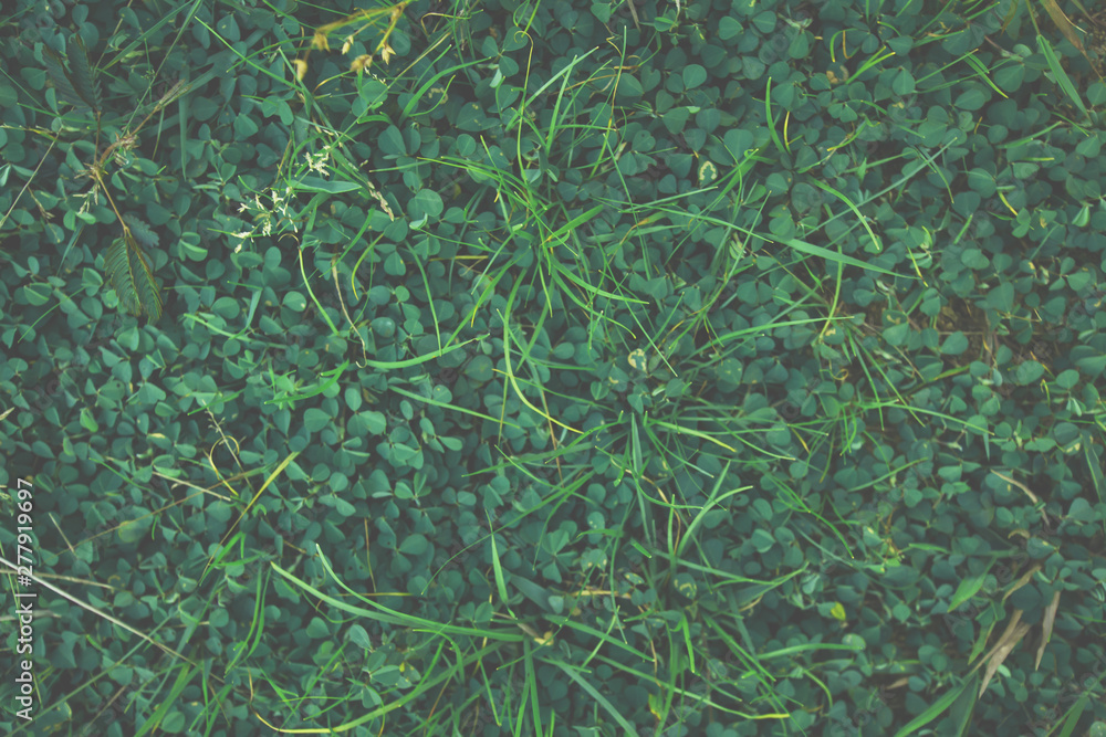 Soft Creative layout made of green leaves. Flat lay. Nature background at phuket thailand Soft Creative layout made of green leaves. Flat lay. Nature background at phuket thailand