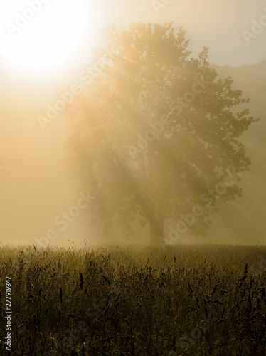 silhouette of a tree on a misty sunrise morning