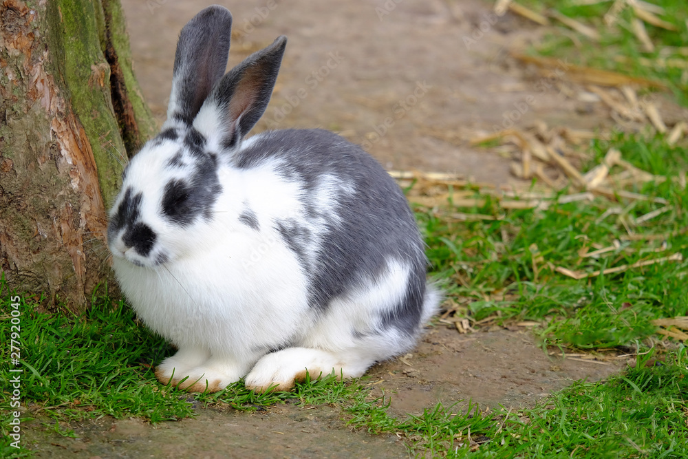 Rabbit with black and white fur on the green grass. Rabbit with black and white fur on the green grass.