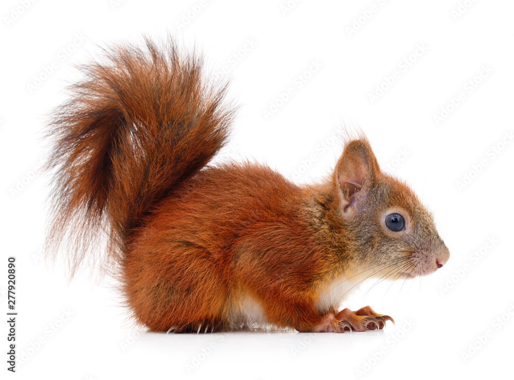 Obraz premium Eurasian red squirrel.