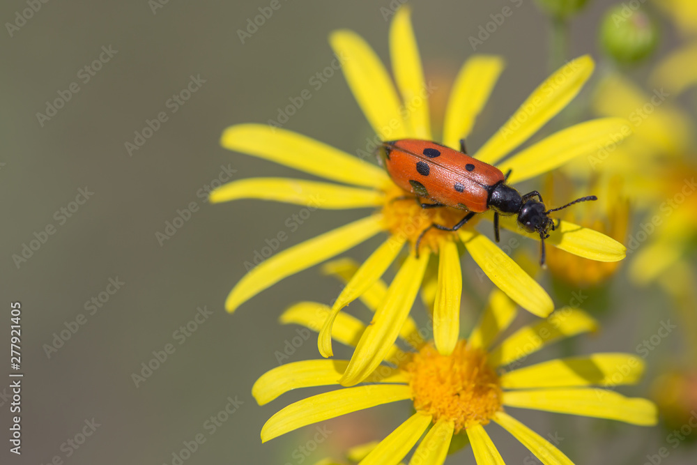 Beetle 20130725 1953 5DM3 