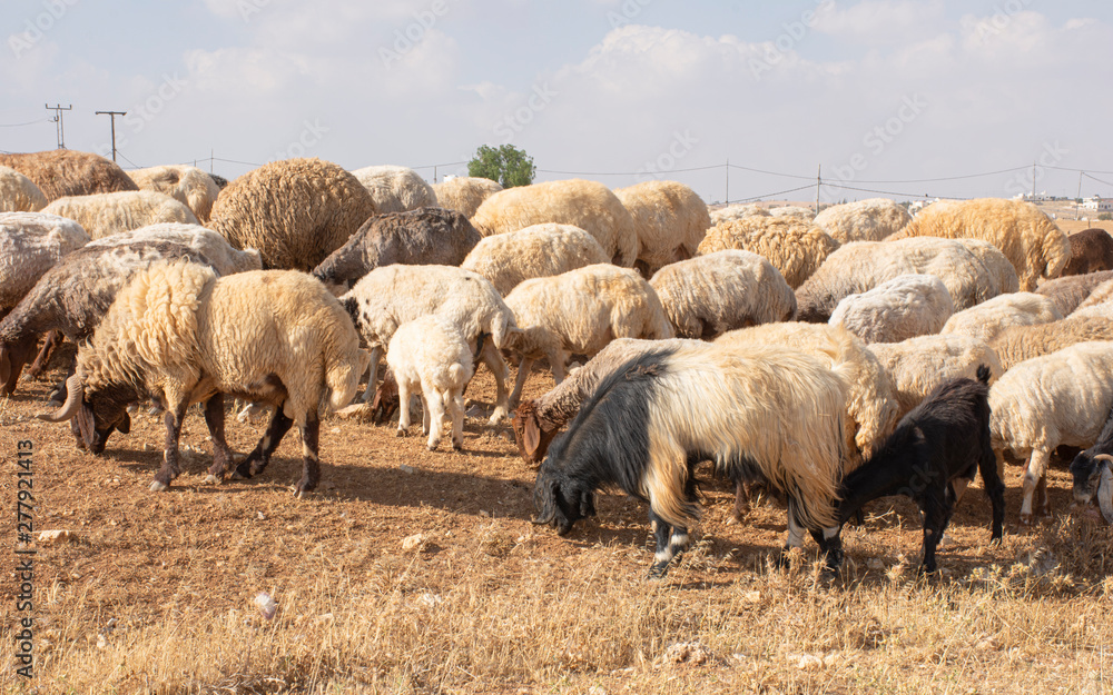 Fototapeta premium brown sheep in Jordan eating dried grass