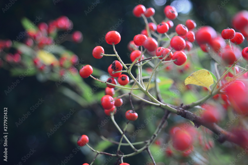 red berries on a branch red berries on a branch