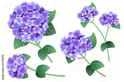 Fototapeta Naklejka Na Ścianę i Meble -  Set of purple hydrangea flowers with green stems and leaves flat vector illustration isolated on white background