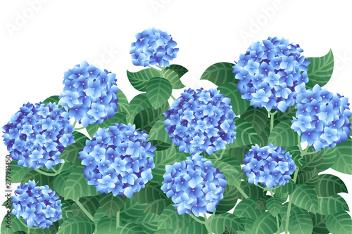 Bush of blue hydrangea flowers with green stems and leaves flat vector illustration on white background