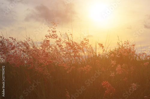Background of red evening flower meadow in Phuket Thailand