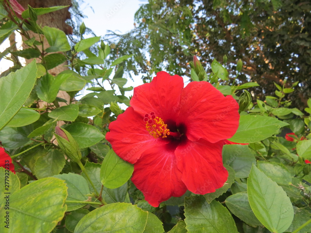 red hibiscus flower red hibiscus flower
