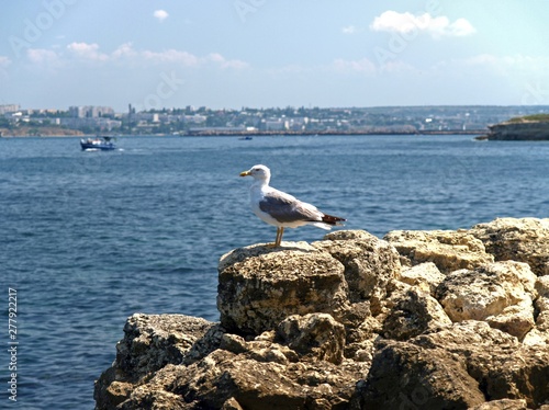 Sevastopol  Crimea - July 19  2008  Seagull is sitting on the stone sea shore in Sevastopol bay. The peninsula of Crimea and it   s picturesque rocky shore  