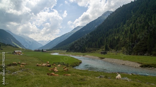 vacas cerca de rio y entre montañas en austria 