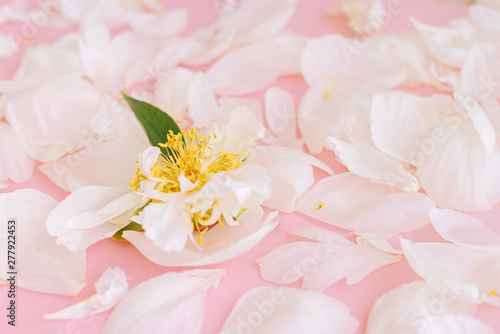Fototapeta Naklejka Na Ścianę i Meble -  White tender peony petals on pink background.