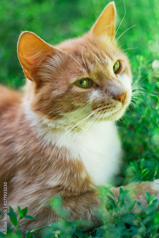 red cat rubs against the background of green grass, muzzle close-up