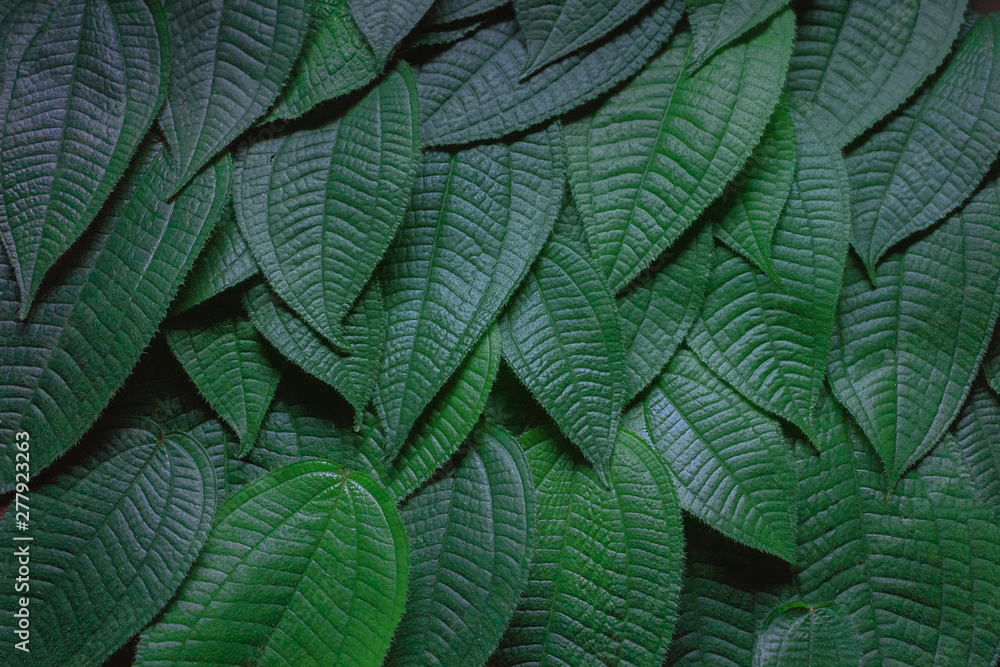 Obraz premium Green leaves,Flat lay are texture Nature background creative tropical layout made at phuket Thailand