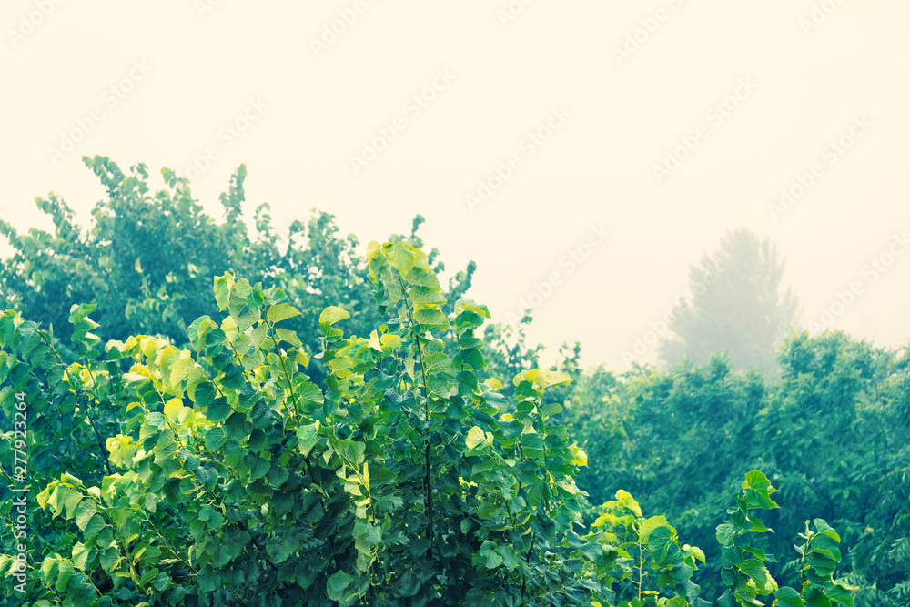 Lush foliage in the fog Lush foliage in the fog