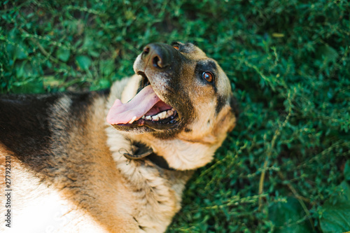a dog shepherd lies on the green grass with his tongue sticking out and looking into the frame