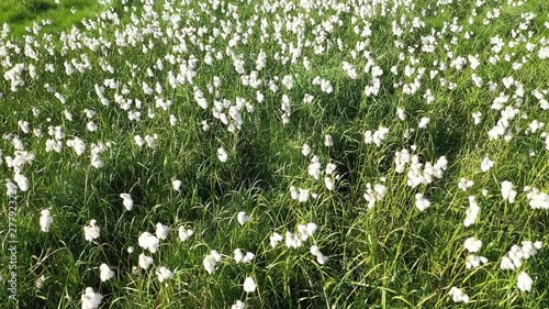 Eriophorum polystachyon. Cottongrass on a bog in the summer in the North of Western Siberia photo