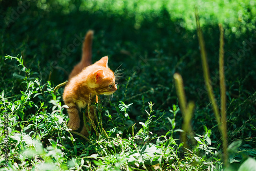 little red kitten walks and walks on the green grass in the bright sunshine