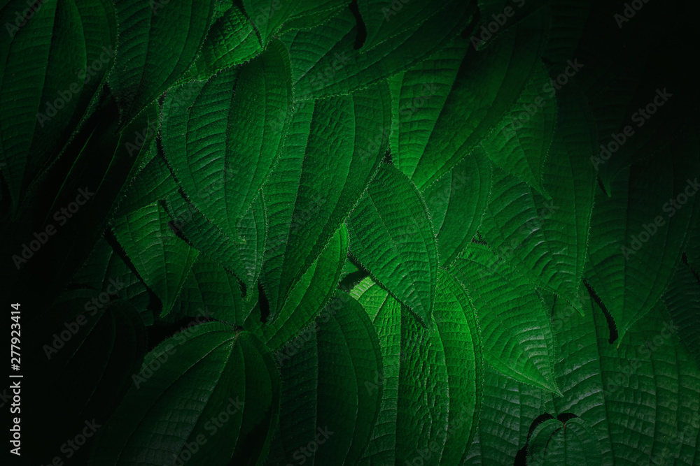 Green leaves,Flat lay are texture Nature background creative tropical layout made at phuket Thailand