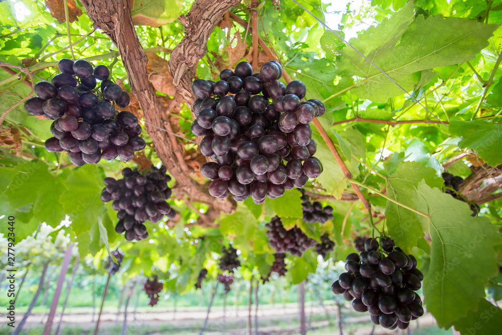 organic vineyard in Thailand,blue grapes