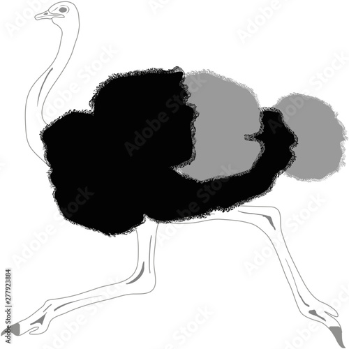 Afrikanischer Strauß
