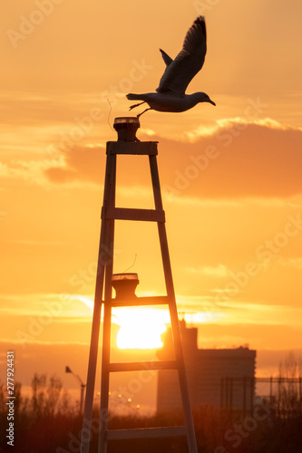 silhouette of a seagull