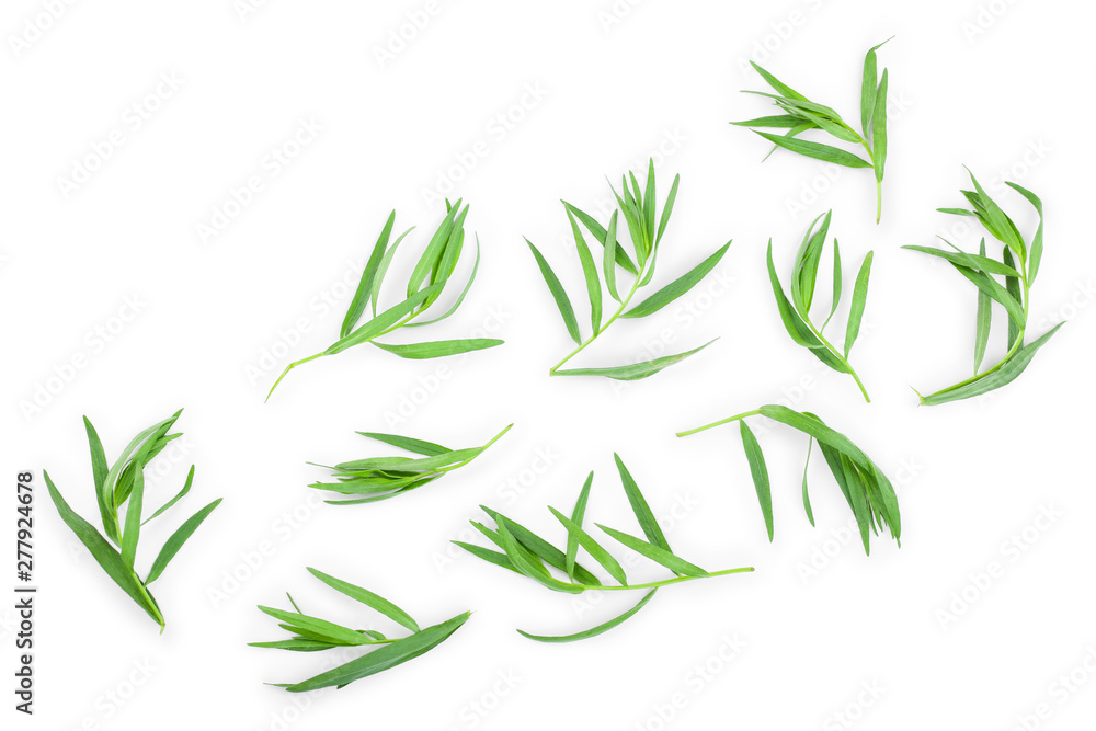 tarragon or estragon isolated on a white background. Artemisia dracunculus. Top view. Flat lay tarragon or estragon isolated on a white background. Artemisia dracunculus. Top view. Flat lay