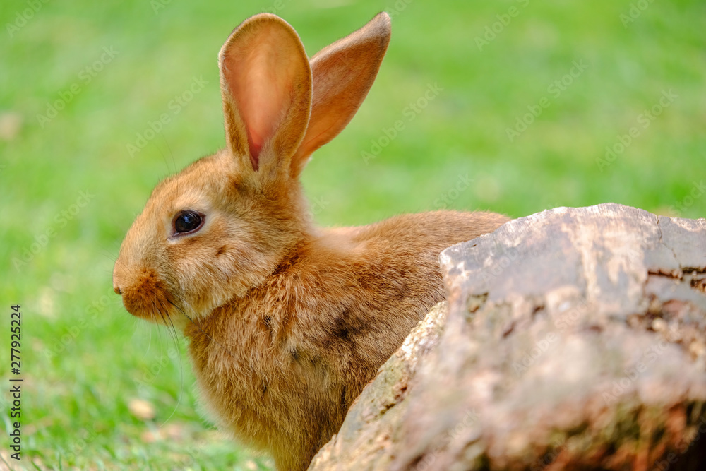 Fototapeta premium Fluffy beige rabbit in green grass.
