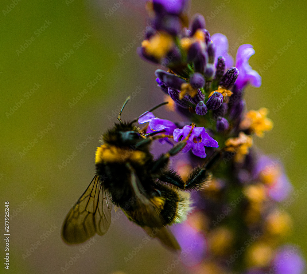 Lavender flowers, on plants bumblebees pollinate flowers. Lavender flowers, on plants bumblebees pollinate flowers.