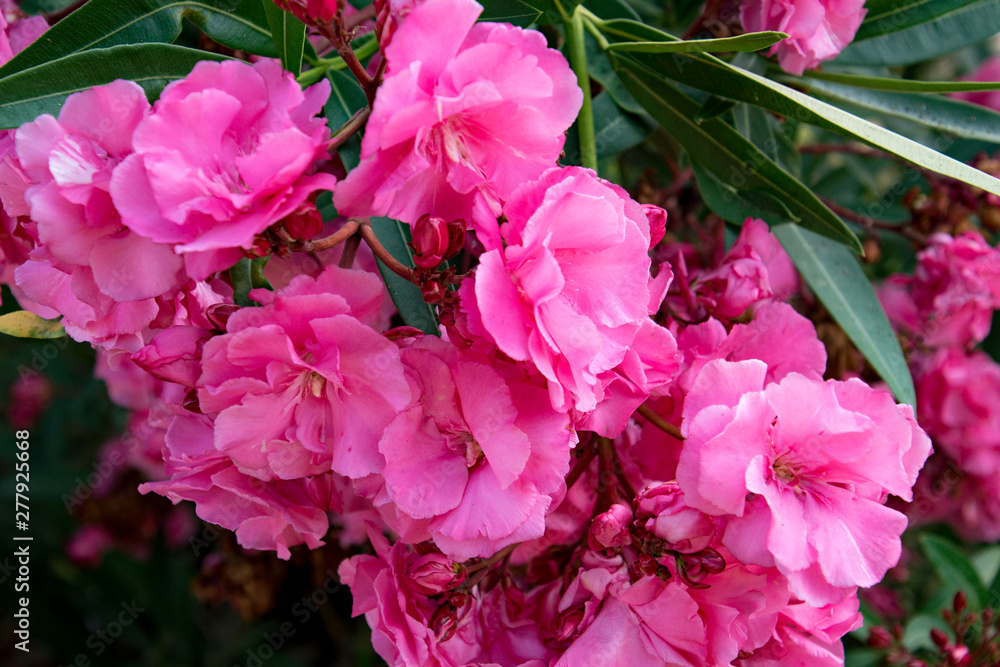 FLORES ROSAS FLORES ROSAS