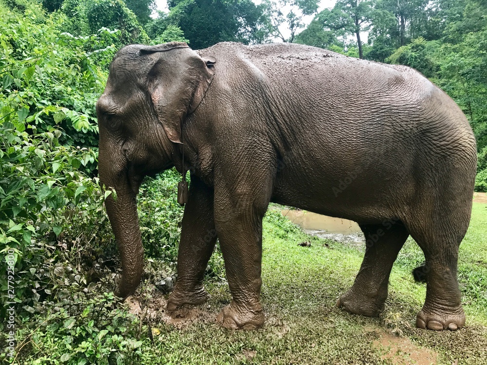 Fototapeta premium Asian Elephant