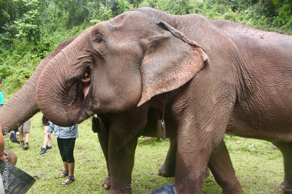 Fototapeta premium Elephant Eating