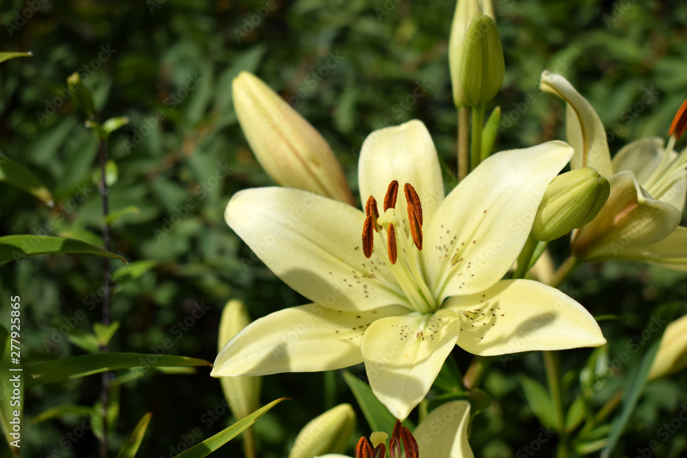 Blooming yellow lilies under the sun rays on the flower bed in the garden Blooming yellow lilies under the sun rays on the flower bed in the garden