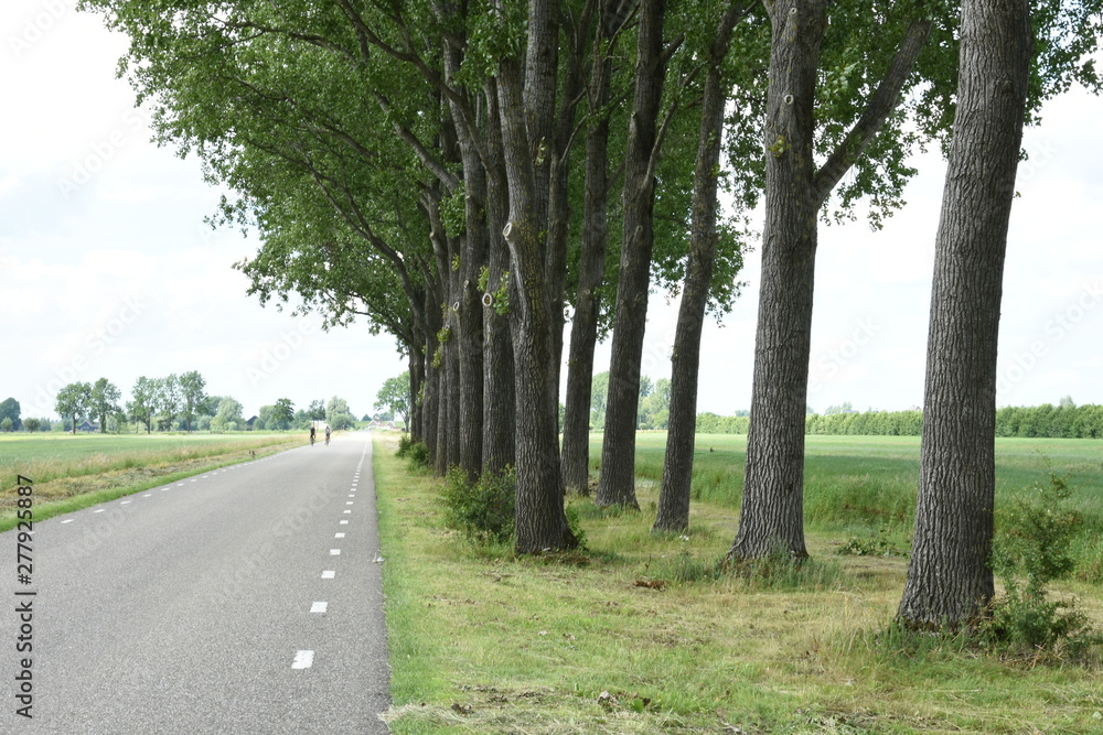 two bikers in road with high trees in polder