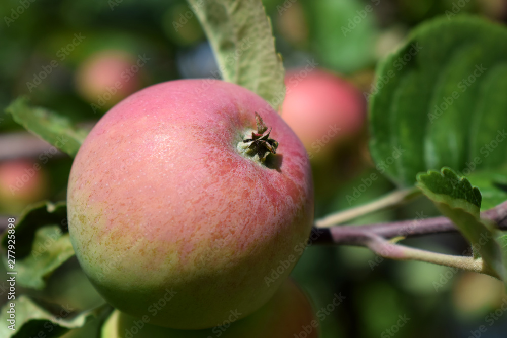 Red apples ripening on the branches of the tree under the sun rays in the garden Red apples ripening on the branches of the tree under the sun rays in the garden