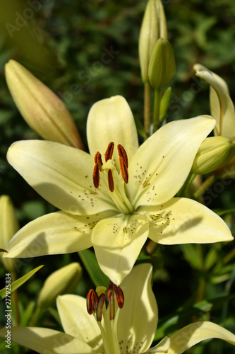 Blooming yellow lilies under the sun rays on the flower bed in the garden