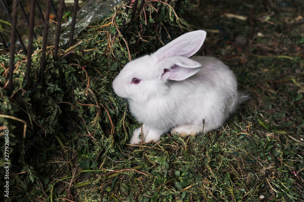a small white rabbit with red eyes sits on the grass near trough a small white rabbit with red eyes sits on the grass near trough