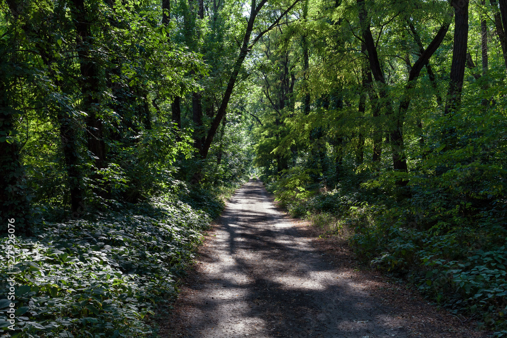 the setting sun illuminates the foliage and the road in the green broad-leaved forest and forms shadows from the trees on the road the setting sun illuminates the foliage and the road in the green broad-leaved forest and forms shadows from the trees on the road