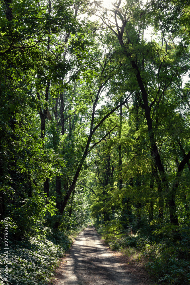 the setting sun illuminates the foliage and the road in the green broad-leaved forest and forms shadows from the trees on the road the setting sun illuminates the foliage and the road in the green broad-leaved forest and forms shadows from the trees on the road