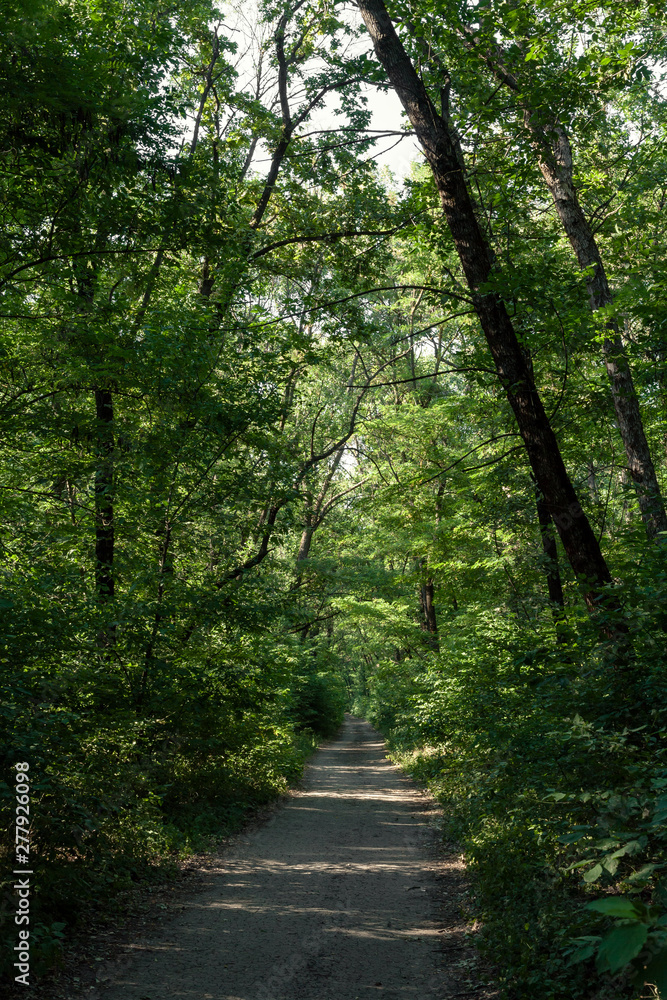 the setting sun illuminates the foliage and the road in the green broad-leaved forest and forms shadows from the trees on the road the setting sun illuminates the foliage and the road in the green broad-leaved forest and forms shadows from the trees on the road