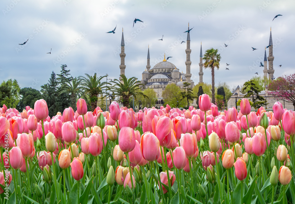 Obraz premium The Blue Mosque, (Sultanahmet Camii) with pink tulips, Istanbul, Turkey