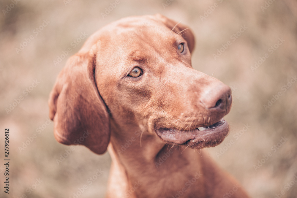 Lovely portrait of brown-mixed dog (color toned image)
