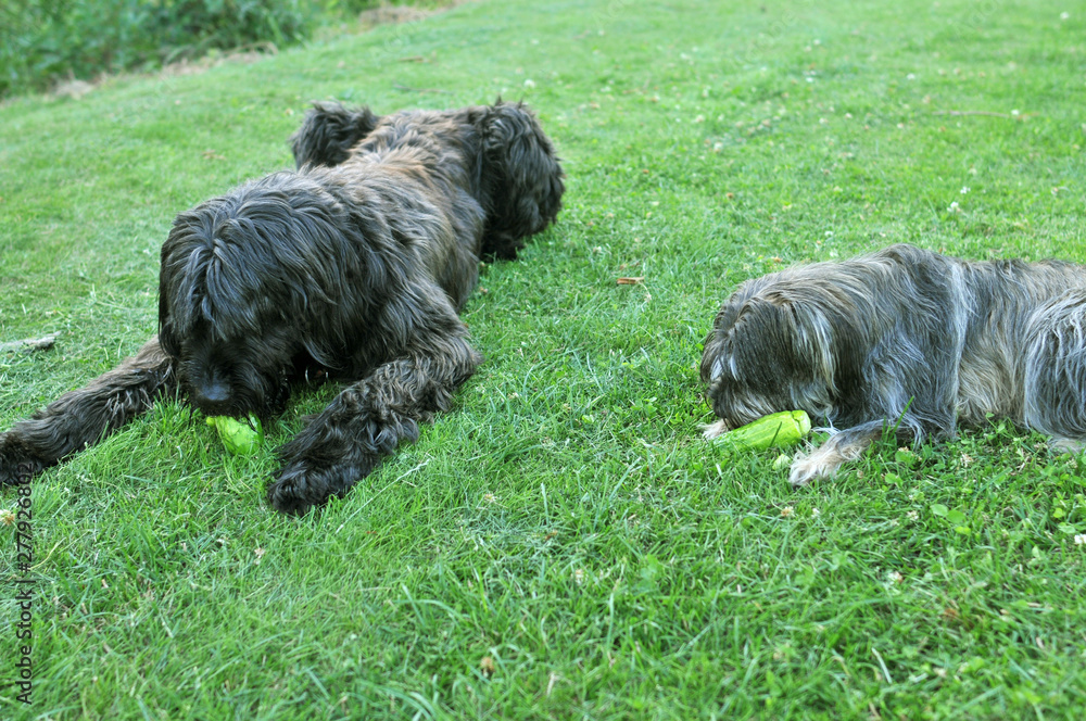 Psy jedzą ogórki