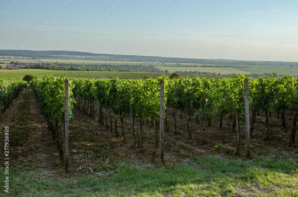 rows in vineyard