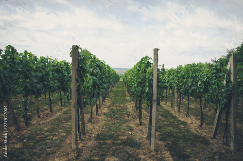 rows in vineyard