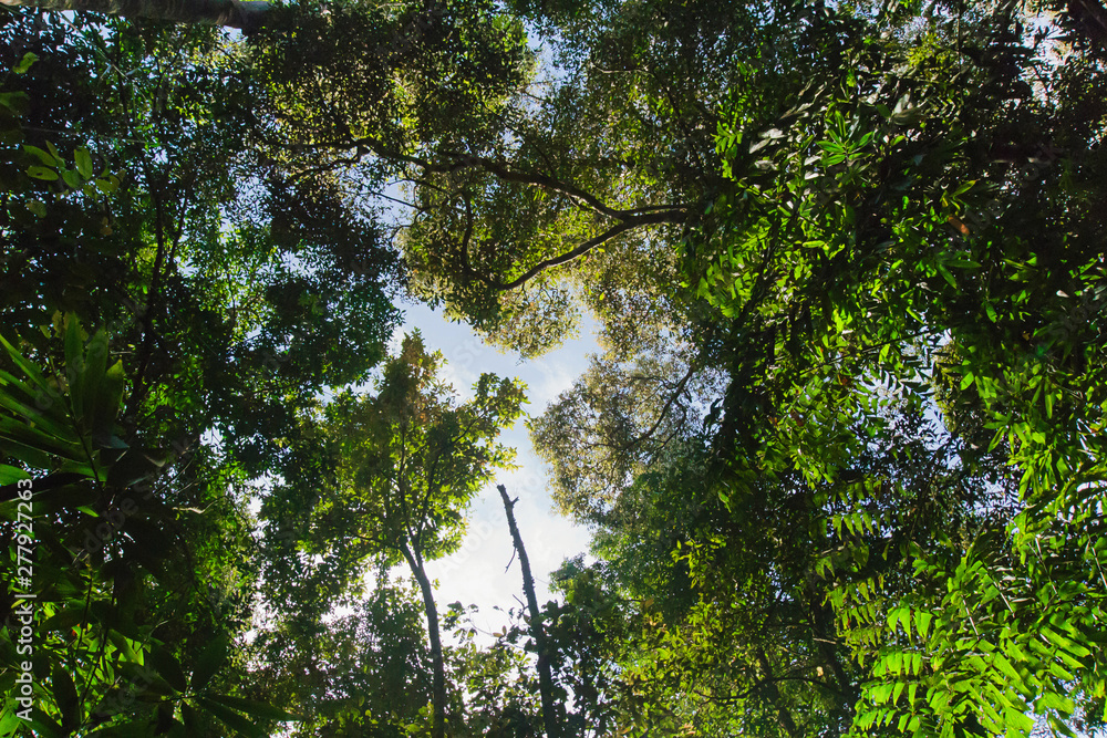 Fototapeta premium Text area background Bottom boskage forest Near Waterfall Natural forest prolific ,in Phang Nga National Park, Thailand