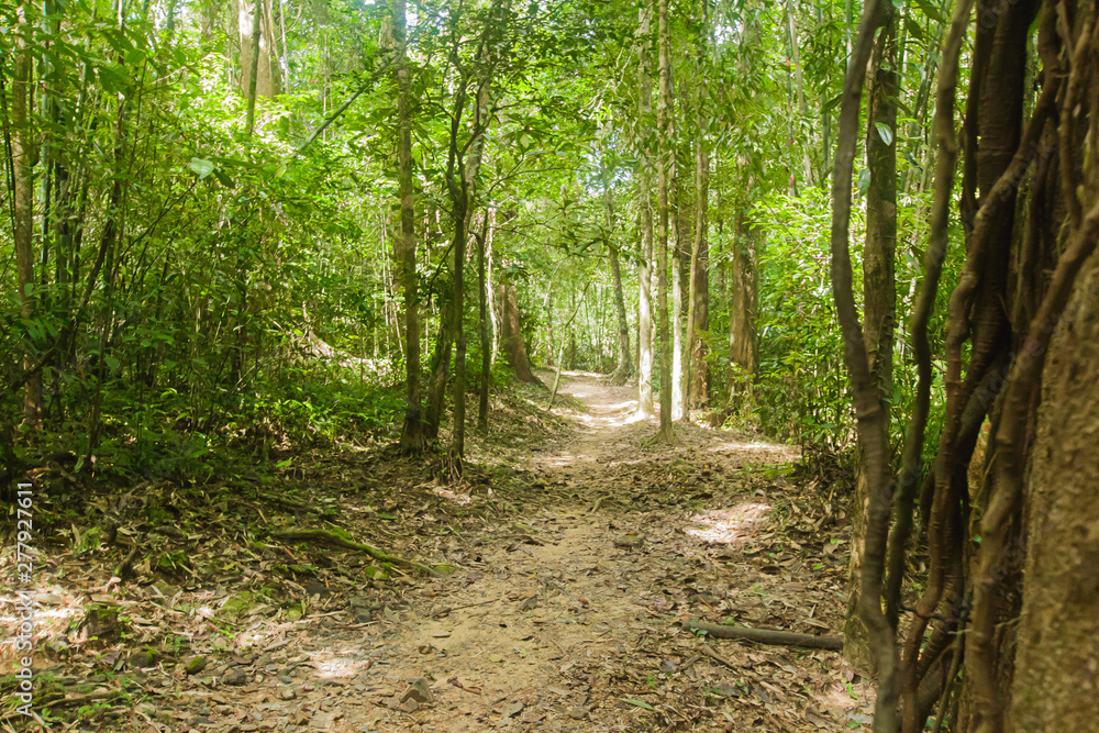 Wild nature Near Waterfall forest prolific ,in Phang Nga National Park, Thailand Wild nature Near Waterfall forest prolific ,in Phang Nga National Park, Thailand